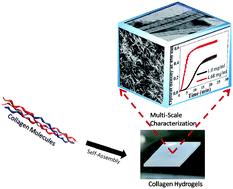 Graphical abstract: Collagen hydrogel characterization: multi-scale and multi-modality approach