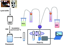 Graphical abstract: Rapid monitoring of alkaline phosphatase in raw milk using 1,1′-oxalyldiimidazole chemiluminescence detection