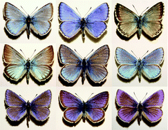 Graphical abstract: Color based discrimination of chitin–air nanocomposites in butterfly scales and their role in conspecific recognition