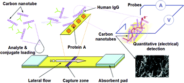 Graphical abstract: Quantitative lateral flow immunosensor using carbon nanotubes as label