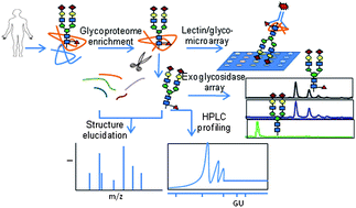 Graphical abstract: Technologies and strategies for glycoproteomics and glycomics and their application to clinical biomarker research