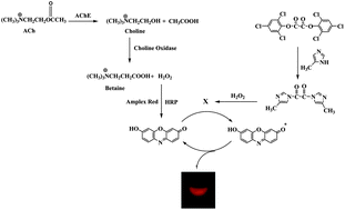 Graphical abstract: Fieldable flow injection analysis system with 1,1′-oxalyldiimidazole chemiluminescence detection capable of quantifying acetylcholine