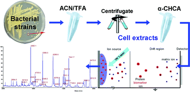 Graphical abstract: Comparative analysis of protein extraction methods for the identification of seafood-borne pathogenic and spoilage bacteria by MALDI-TOF mass spectrometry