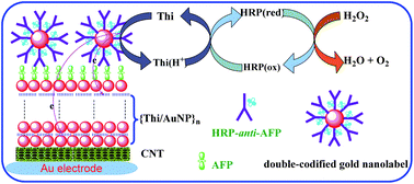 Graphical abstract: Thionine/nanogold multilayer film for electrochemical immunoassay of alpha-fetoprotein in human serum using biofunctional double-codified gold nanoparticles