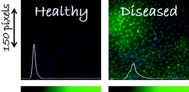 Graphical abstract: Fluorescence images combined to statistic test for fingerprinting of citrus plants after bacterial infection