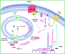 Graphical abstract: Rapid and sensitive gradient liquid chromatography method for the quantitation of 2-hydroxyethidium ion from neutrophils