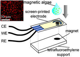 Graphical abstract: A whole-cell amperometric herbicide biosensor based on magnetically functionalised microalgae and screen-printed electrodes