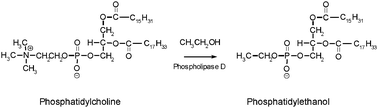 Graphical abstract: The detection of 1-palmitoyl-2-oleoyl-sn-glycero-3-phosphoethanol in human dried blood spots