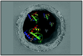 Graphical abstract: Monolithic porous layer open tubular (monoPLOT) columns for low pressure liquid chromatography of proteins