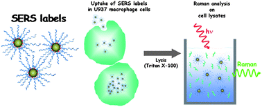 Graphical abstract: SERS labels for quantitative assays: application to the quantification of gold nanoparticles uptaken by macrophage cells