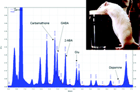 Graphical abstract: Determination of GABA, glutamate, dopamine and carbamathione in brain microdialysis samples by micellar electrokinetic chromatography and laser-induced fluorescence (MEKC-LIF)