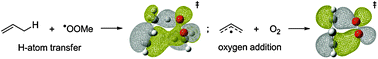 Graphical abstract: Secondary orbital interactions in the propagation steps of lipid peroxidation