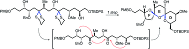 Graphical abstract: Synthesis of the bis-spiroacetal C25–C40 moiety of the antimitotic agent spirastrellolide B using a bis-dithiane deprotection/spiroacetalisation sequence