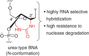 Graphical abstract: Synthesis, RNA selective hybridization and high nuclease resistance of an oligonucleotide containing novel bridged nucleic acid with cyclic urea structure