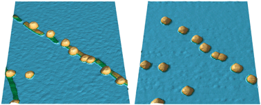 Graphical abstract: Alignment of gold nanoparticles using insulin fibrils as a sacrificial biotemplate