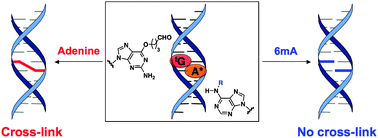 Graphical abstract: Discrimination of N6-methyl adenine in a specific DNA sequence