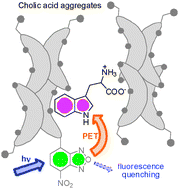 Graphical abstract: Stereodifferentiation in fluorescence quenching within cholic acid aggregates