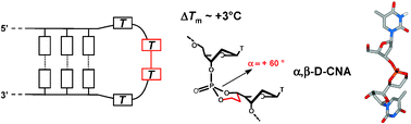 Graphical abstract: α,β-D-CNA preorganization of unpaired loop moiety stabilizes DNA hairpin