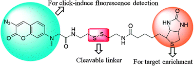 Graphical abstract: Development of trifunctional probes for glycoproteomic analysis