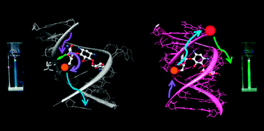 Graphical abstract: Antibiotic selectivity for prokaryotic vs. eukaryotic decoding sites