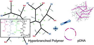 Graphical abstract: A highly effective gene delivery vector – hyperbranched poly(2-(dimethylamino)ethyl methacrylate) from in situ deactivation enhanced ATRP