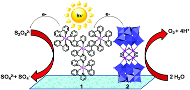 Graphical abstract: Photo-induced water oxidation with tetra-nuclear ruthenium sensitizer and catalyst: A unique 4 × 4 ruthenium interplay triggering high efficiency with low-energy visible light
