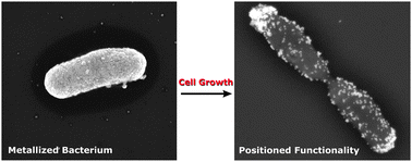 Graphical abstract: Using bacterial cell growth to template catalytic asymmetry