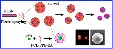 Graphical abstract: Electrosprayed core–shell microspheres for protein delivery