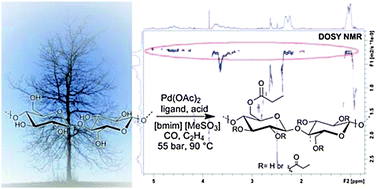 Graphical abstract: Alkoxycarbonylation of ethylene with cellulose in ionic liquids