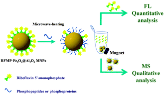 Graphical abstract: Functional magnetic nanoparticle-based label free fluorescence detection of phosphorylated species