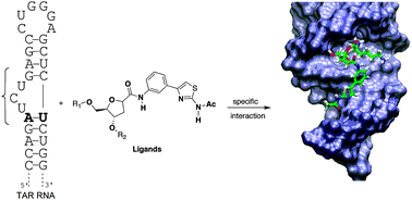 Graphical abstract: Design of novel RNA ligands that bind stem–bulge HIV-1 TAR RNA