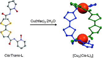 Graphical abstract: Binuclear Cu(ii) coordination complex involving Cis-tetrathiafulvalene-bis-amido-2-pyridine-N-oxide as bi-anionic ligand: a robust molecular precursor toward magnetic conducting materials