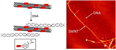 Graphical abstract: Hierarchical functionalisation of single-wall carbon nanotubes with DNA through positively charged pyrene