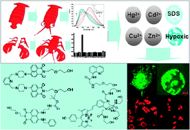 Graphical abstract: “Alive” dyes as fluorescent sensors: fluorophore, mechanism, receptor and images in living cells