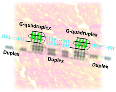 Graphical abstract: Development of new functional nanostructures consisting of both DNA duplex and quadruplex