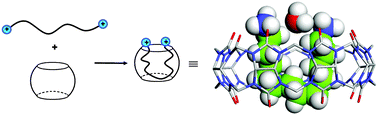 Graphical abstract: Unconventional U-shaped conformation of a bolaamphiphile embedded in a synthetic host