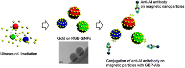 Graphical abstract: Synthesis and characterization of gold-deposited red, green and blue fluorescent silica nanoparticles for biosensor application