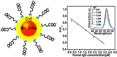 Graphical abstract: Green synthesis and potential application of low-toxic Mn : ZnSe/ZnS core/shell luminescent nanocrystals