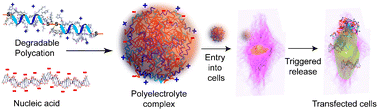 Graphical abstract: Responsive polyelectrolyte complexes for triggered release of nucleic acid therapeutics