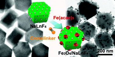Graphical abstract: Superparamagnetic and upconversion emitting Fe3O4/NaYF4 : Yb,Er hetero-nanoparticles via a crosslinker anchoring strategy