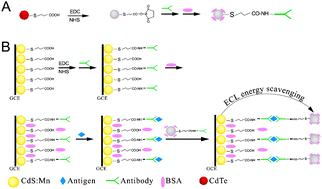 Graphical abstract: Electrochemiluminescence quenching by CdTe quantum dots through energy scavenging for ultrasensitive detection of antigen