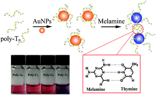 Graphical abstract: Visual and light scattering spectrometric detections of melamine with polythymine-stabilized gold nanoparticles through specific triple hydrogen-bonding recognition