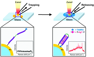 Graphical abstract: Mercury(ii) detection by SERS based on a single gold microshell