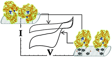 Graphical abstract: High electrocatalytic activity of tethered multicopper oxidase–carbon nanotube conjugates