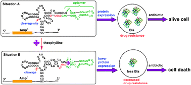 Graphical abstract: An engineered riboswitch as a potential gene-regulatory platform for reducing antibacterial drug resistance