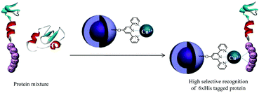 Graphical abstract: Fluorescent receptor-immobilized silica-coated magnetic nanoparticles as a general binding agent for histidine-tagged proteins