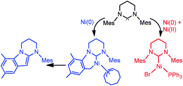 Graphical abstract: Ni(i) and Ni(ii) ring-expanded N-heterocyclic carbene complexes: C–H activation, indole elimination and catalytic hydrodehalogenation