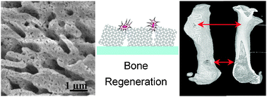 Graphical abstract: Bioinspired fabrication of 3D hierarchical porous nanomicrostructures of calcium carbonate for bone regeneration