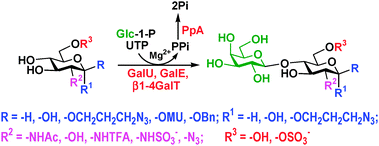 Graphical abstract: Highly efficient chemoenzymatic synthesis of β1–4-linked galactosides with promiscuous bacterial β1–4-galactosyltransferases