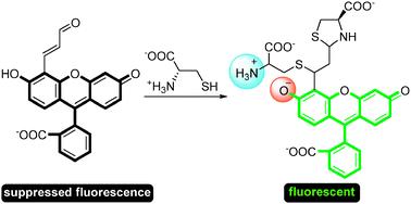 Graphical abstract: Selective fluorescence detection of cysteine and N-terminal cysteine peptide residues